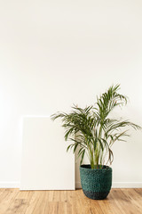 Home plant tropical palm in front of blank canvas. Mock up copy space.