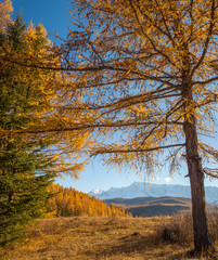 Fototapeta premium View through the branches of trees, autumn. Edge on the hillside, snow-capped peaks. Sunny morning, blue sky.