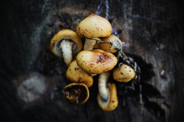 Detail of group of yellow autumn mushrooms growing on an old wet trunk 