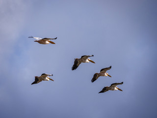 Great white pelican (Pelecanus onocrotalus) in flight. Western Cape. South Africa.