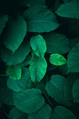 Plakaty  zielone liście roślin teksturowane w naturze, zielone tło