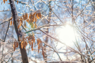Snow on the frozen trees.
