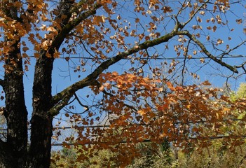Leaves in brilliant colors in autumn, with power lines in the background