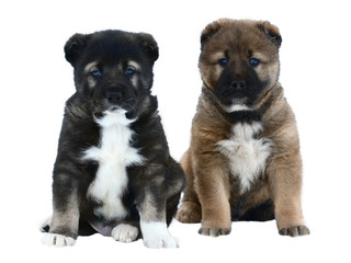 Two puppies of a Central asian shepherd dog sits isolated on  white background