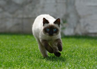 Beautiful Thai or siamese cat runs on green grass