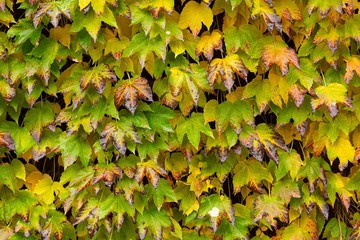Light green american creeper plant wall
