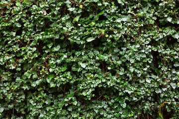 Fototapeta na wymiar Dark green ivy wall
