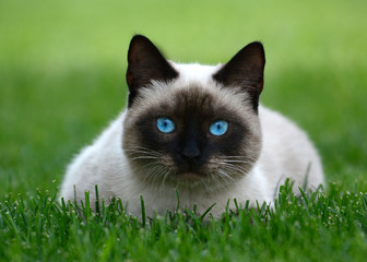 Thai or siamese cat with beautiful blue eyes lies on green grass © geptays