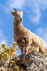 Bighorn sheep from Canada