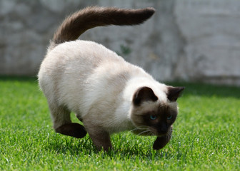 Beautiful Thai or siamese cat runs on green grass © geptays