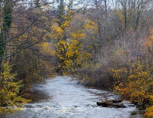 Nature, Auvergne, France, Paysages, Automne, héron