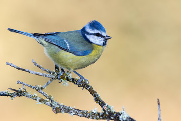 Eurasian blue tit - Cyanistes caeruleus, perched on a branch on a uniform background