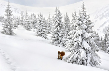Winter landscape of mountains with of fir tree forest in snow with path during snowfall with squirrel near spruce. Carpathian mountains