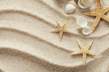 seashells on sand beach © KMNPhoto