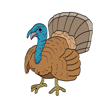 an illustration of the turkey.