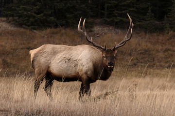 Naklejka na ściany i meble Elk deers from Canada