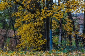 Pilier bleu, automne, nature, Auvergne