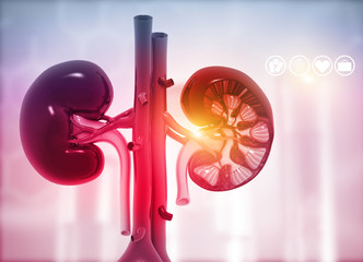Human kidney cross section on science background. 3d render.