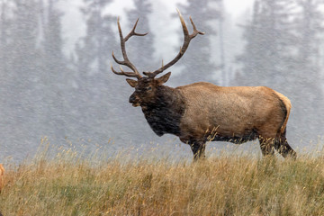 Elk deers from Canada