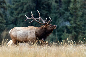 Elk deers from Canada