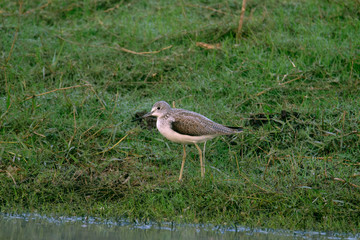 Green sandpiper, Tringa ochropus, India