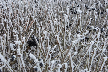 hoarfrost on grass