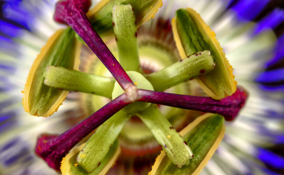 Exotic Passion flower, Passiflora caerulea or golden granadilla macro photography close up shot of flower stamens