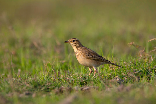Paddy field pipit or Oriental pipit, Anthus rufulus, India