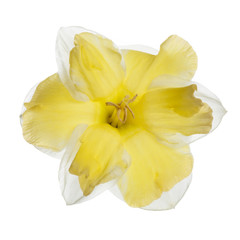 Naklejka na ściany i meble Yellow daffodil flower isolated on white background.