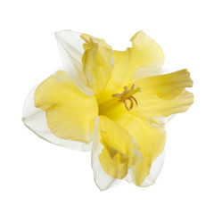 Fototapeta na wymiar Yellow daffodil flower isolated on white background.