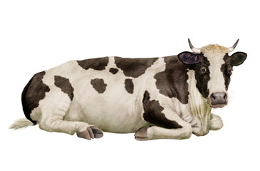 vache laitière,  noir et blanc, en repos, animal, ferme, amour, bétail, amour, taureau, gazon, boeuf, isolé, mollet, agriculture, alpage, champ, mammifère, lait, prairie, nature, exploitation laitière