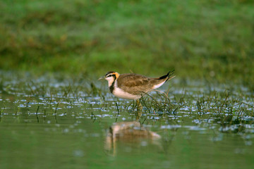 Pheasent tailed Jacana in non breeding plumage, Hydrophasianus chirurgus, India