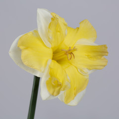 Fototapeta na wymiar White-yellow daffodil flower isolated on gray background.