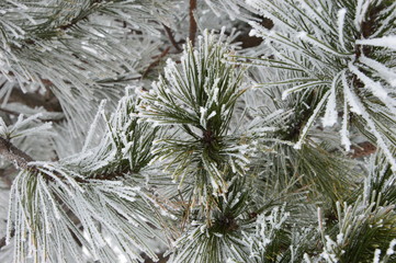 snow covered fir tree branches