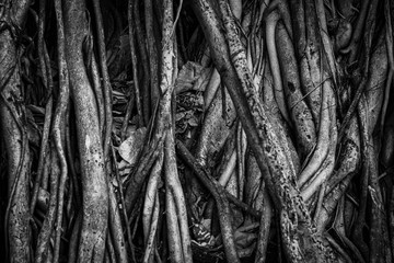 The roots and stems of the banyan tree are densely packed, looking cluttered as the surface of the...