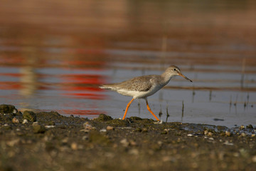 Spotted redshank, Tringa erythropus, India