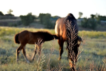 horse and foal