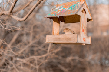 Sparrow sits on a feeding trough and eats seeds. Spring, autumn, bird.