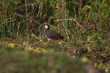White breasted swamphen, Amaurornis phoenicurus, India