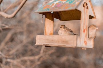 Sparrow sits on a feeding trough and eats seeds. Spring, autumn, bird.