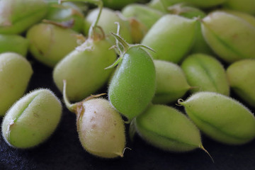 Fresh green chickpeas and chickpea plant