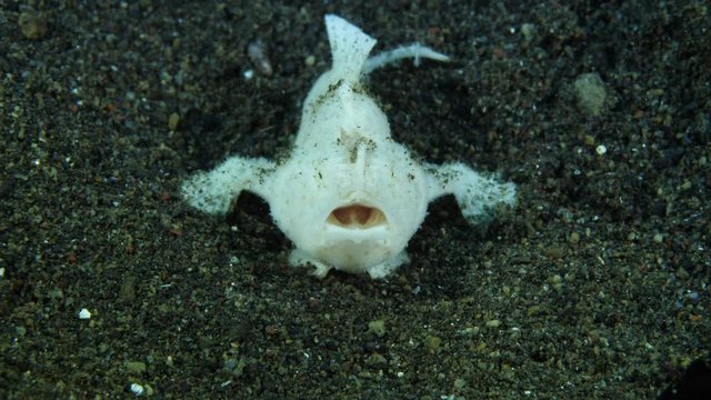 White hairy frogfish caught, ate, swallowed small black frogfish. Underwater macro video 4K. Diving in Tulamben, Bali, Indonesia.