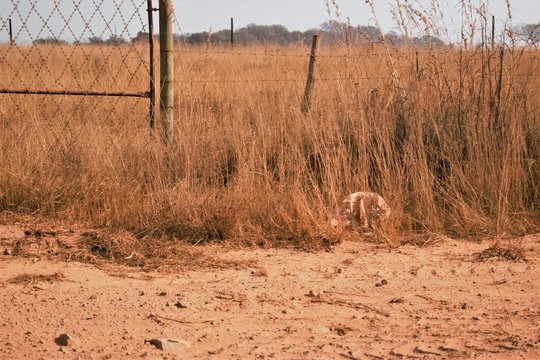 Dry and dusty grasslands and barbed wire fencing