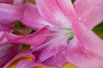 Fototapeta na wymiar pink lilies on a yellow and white background
