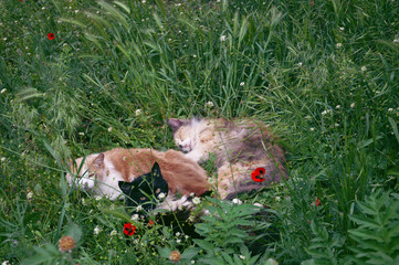 cat in grass