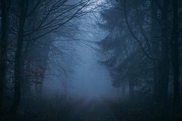Obraz na płótnie Canvas Nebel Wald 