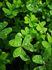 green leaves of clover