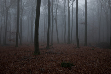 Obraz premium Nebel Wald 