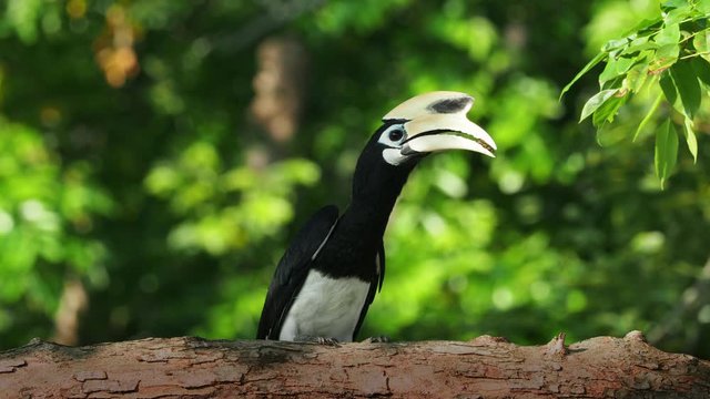 Oriental Pied-Hornbill - Anthracoceros albirostris large canopy-dwelling bird belonging to the Bucerotidae. Waiting on the branch next to the nest hole with food for female and chicks.