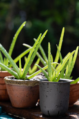 Morning outdoor activity to watering aloe vera pot plant